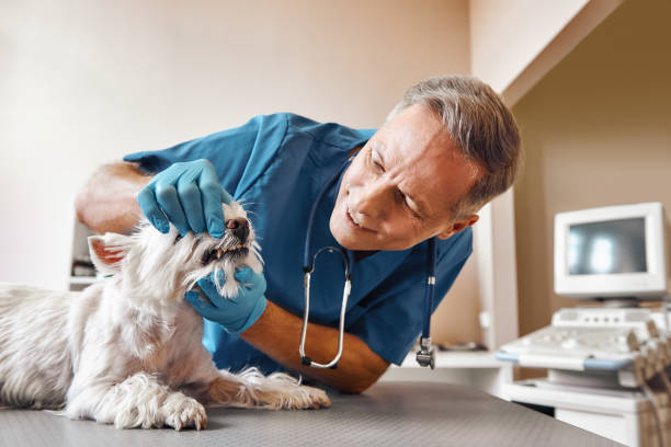 Best Emergency Treatment for Oral Infections in Wakefield, VA